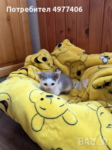Подарявам котенце., снимка 10 - Други - 56474690