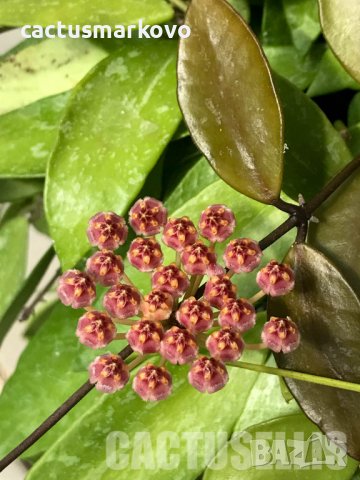 Hoya gracilis, снимка 2 - Стайни растения - 42876013