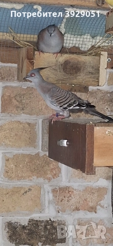 Продавам Австралийски качулати, снимка 2 - други­ - 51829312