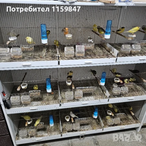 Канарчета , снимка 4 - Канари - 51305502