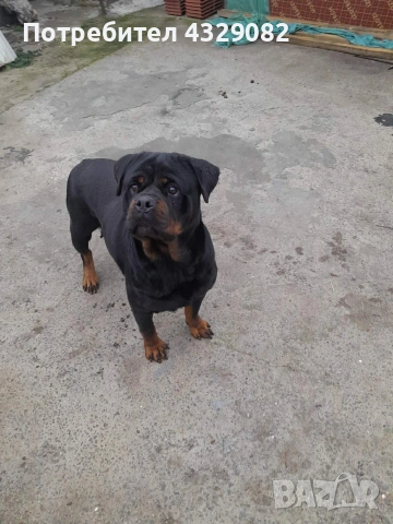 Продавам женски ротвайлер, снимка 5 - Ротвайлер - 53088126
