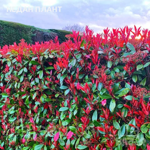 Фотиния "Ред робин "/ Photinia fr. Red robin, снимка 2 - Градински цветя и растения - 51047133