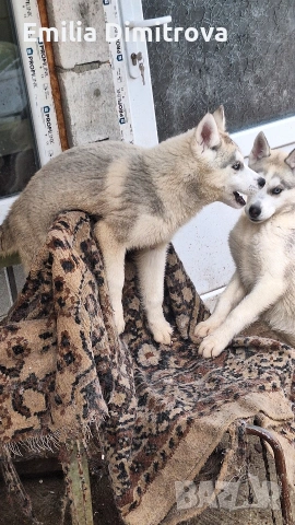 сърпродавам Сибирски Хъскита и Аляски маламут на 3 месеца , снимка 5 - Хъски - 53236382