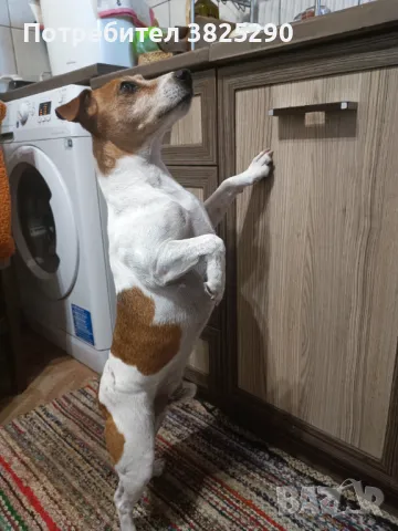 Джак Ръсел си търси дама , снимка 1