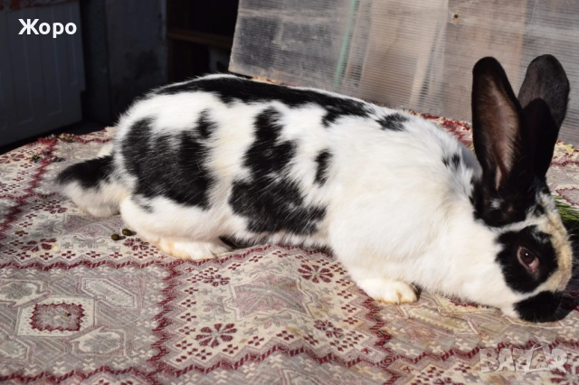 Зайци за разплод, снимка 17 - Други животни - 53611714