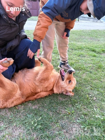 Голден Ретривар тарсим Дама , снимка 7 - Голдън ретривър - 53149860