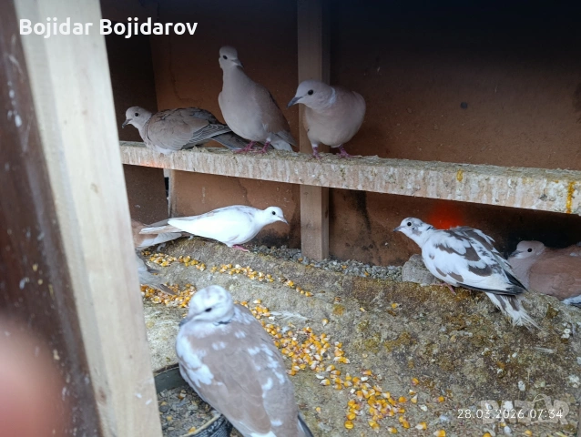 Смеещи гугутки ,скумрийки