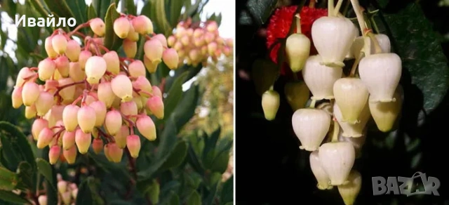 Arbutus unedo и Arbutus unedo Rubra