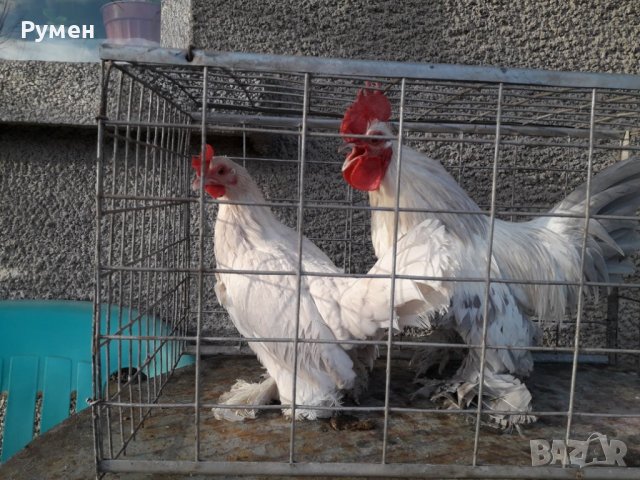 Холанска Гащата Кокошка в други­ в гр. Кюстендил - ID40707842 | Bazar.bg