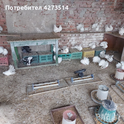 Продавам гълъби финерлии - бели и пъстри, снимка 11 - Гълъби - 53299830