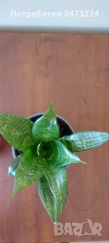 Сансевиери различни и спатифилум , снимка 2 - Стайни растения - 35698631