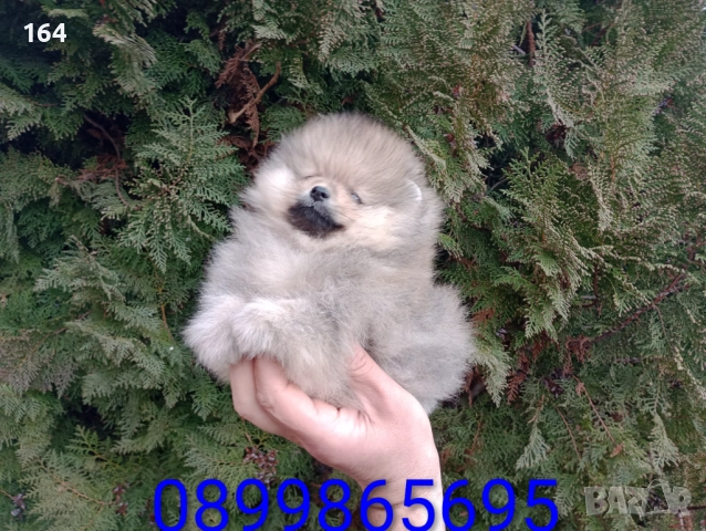 Мъжки Померан. Реални снимки от днес!, снимка 2 - Померан - 52996235