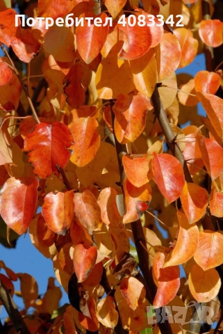 Крушово дърво , снимка 5 - Градински цветя и растения - 54139806