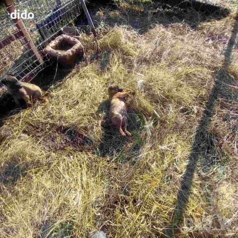 Продавам белгийски овчарки/малиноа, снимка 4 - Белгийска овчарка - 53276339