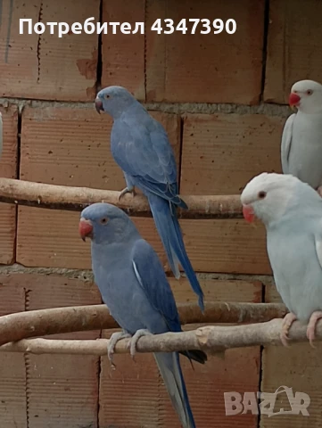 Малък Александър , снимка 2 - Папагали - 51080588