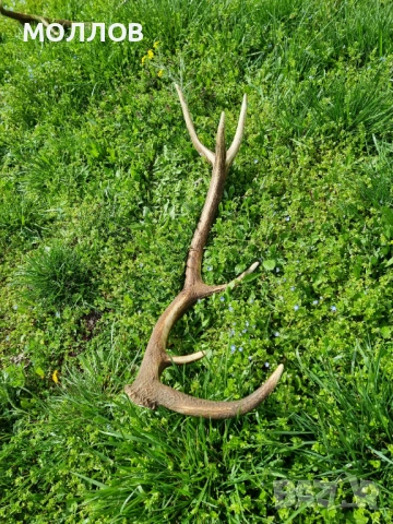 Рога на Благороден Елен , снимка 3 - Декорация за дома - 54092198