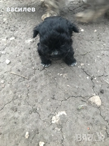 болонки, снимка 2 - Болонка - 53942789