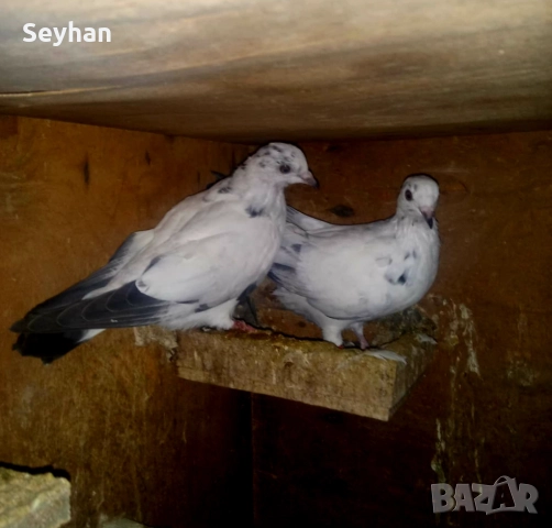 Гълъби типлери, снимка 3 - Гълъби - 52643063