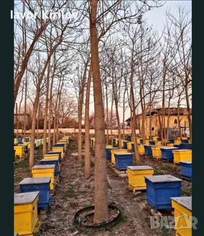 Пауловния , снимка 5 - Разсади - 53951168