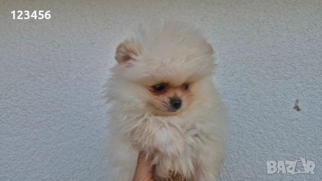 Померанчета, снимка 6 - Померан - 52770127