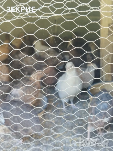 Продавам Домашни Оплодени  Яйца  от Пъдпъдъци , снимка 8 - Други - 46928739