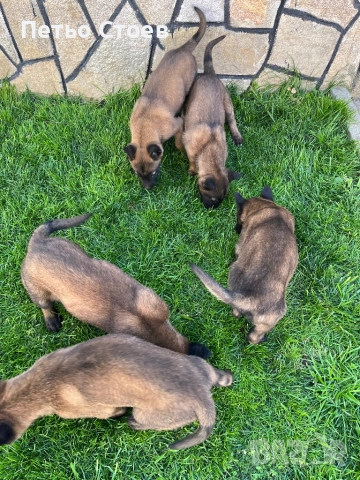 Малки кученца , снимка 2 - Белгийска овчарка - 54251779