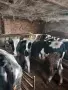 Продавам телета угоени , снимка 8