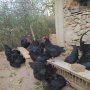 Оплодени яйца от черен австралорп, едри селски кокошки и голошийки 