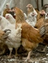 продавам ярки кръстоска за яйца и месо , снимка 4