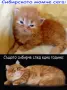 Сибирчета, сибирска котка, сибирски котенца, сибирско коте, хипоалергенни, рижи момчета, снимка 5