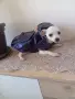 чихуахуа мини мъжки , снимка 4