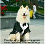 Смокинг за куче Официален костюм за куче Кучешки официални дрехи Дрехи за куче за официални поводи, снимка 6