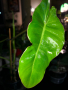 Philodendron Paraiso Verde , снимка 3