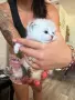 Британски и шотландски клепоухи дългокосмести, снимка 6