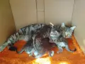 5 сладки бебенца котенца, снимка 12
