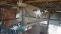 паунчета арлекини , снимка 5
