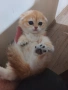 продавам шотландски клепоухи котета, снимка 11