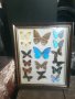 пеперуди в рамка, снимка 1 - Колекции - 42214361