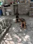 Град Първомай .., снимка 2