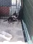 Кученца "чихопинчери", снимка 8