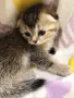 Шотландско клепоухо котенце. Златна чинчила. Scottish fold. Момче, снимка 5