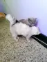 персийски британски котета , снимка 10