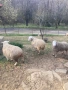 Три ялови овце , снимка 5