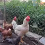 Петли и Кокошки, снимка 4