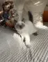 Търсят любящи семейства, снимка 3