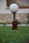 Той пудел Toy poodle, снимка 12