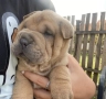 Шар-пей , снимка 1