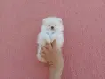 Чисто бели Померанчета. Реални снимки !!!, снимка 14