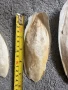 Сепийна кост , снимка 2