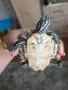 Водни костенурки, снимка 7